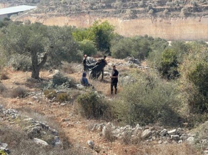 Des fermiers palestiniens récoltent leurs olives à Beita, dans le nord de la Cisjordanie occupée. (Photo : Akram al-Waara)   