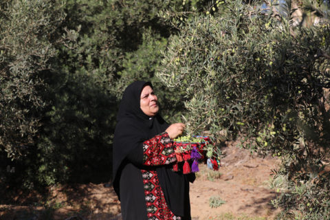 Une femme cueille des olives à Gaza, en octobre. Les experts accusent le réchauffement planétaire de la récolte désastreuse des olives prévue cette année à Gaza. (Photo : Ashraf Amra / APA images)