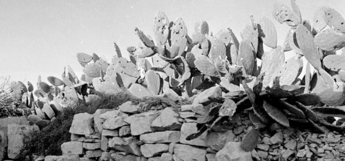 Des cactus transpercés de balles, en dehors de Deir Yassin.