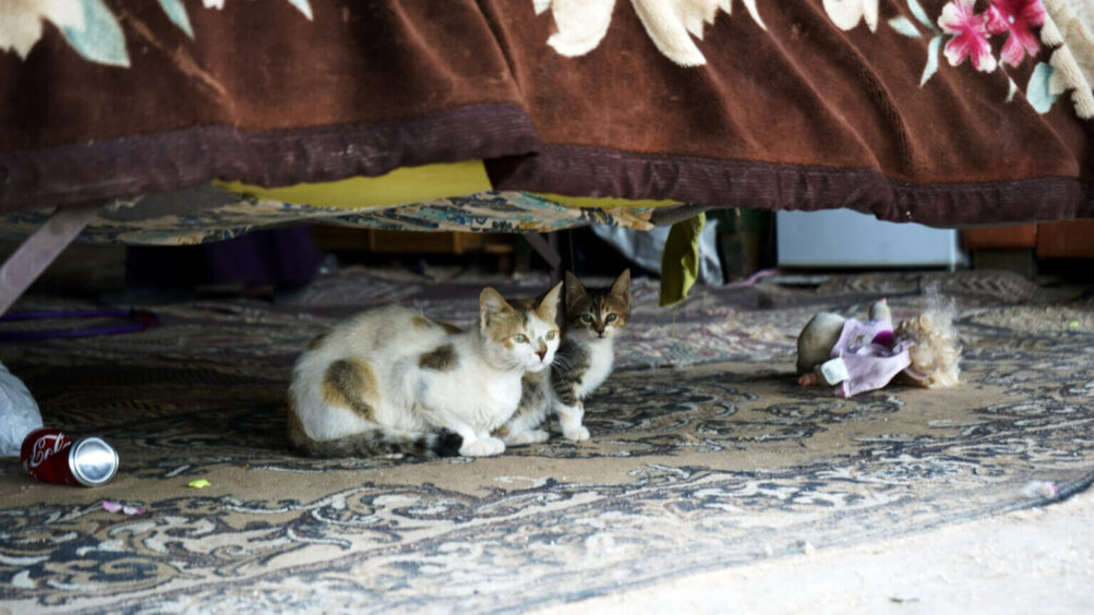 Des chatons de la communauté bédouine s’adaptent à leurs nouveaux foyers suite à l’expulsion de la communauté d’Ein Samiya pour aller s’installer en direction d’al-Mughayyir.