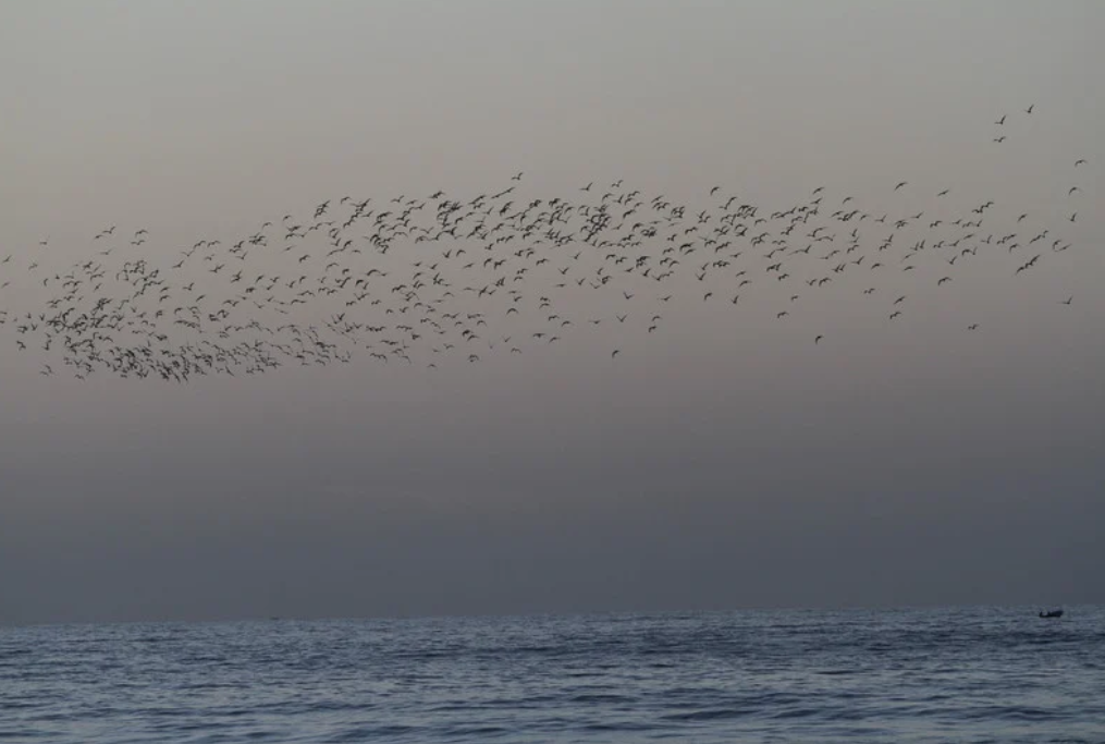 "S'il nous faut vivre" est un écho du poème-testament de Rafeet Al Areer "« Si je meurs, qu’il en soit fait une histoire".  Vue d’une volée d’oiseaux dans le crépuscule au-dessus du littoral à Gaza, 31 janvier 2015. 