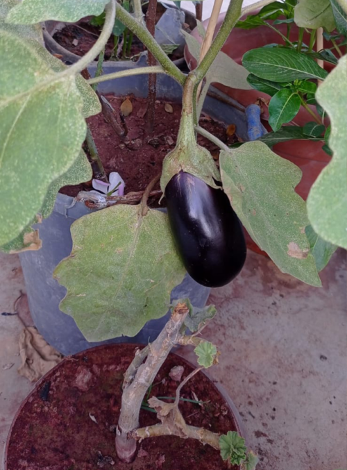 La salade du jardin suspendu repousse la faim et le génocide. Photo : Faire pousser des aubergines sur le toit de sa maison. (Photo : Omar Abou Jalal)