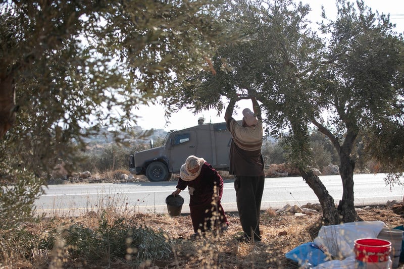 10 octobre 2024. Des Palestiniens cueillent des olives à Duma, dans le nord de la Palestine occupée. C'est le premier jour de la cueillette, qui se fait avec l'aide d'activistes de la solidarité.