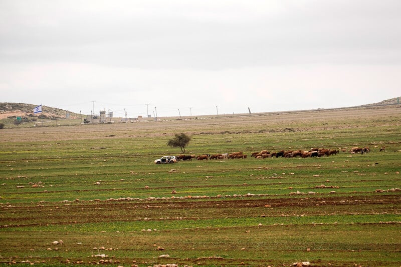 29 mars 2025. Des colons israéliens envahissent Khirbet at-Twail, au sud de Naplouse, en Cisjordanie occupée, où vit actuellement avec ses vaches une communauté palestinienne récemment déplacée. (Photo : Avishay Mohar / ActiveStills)