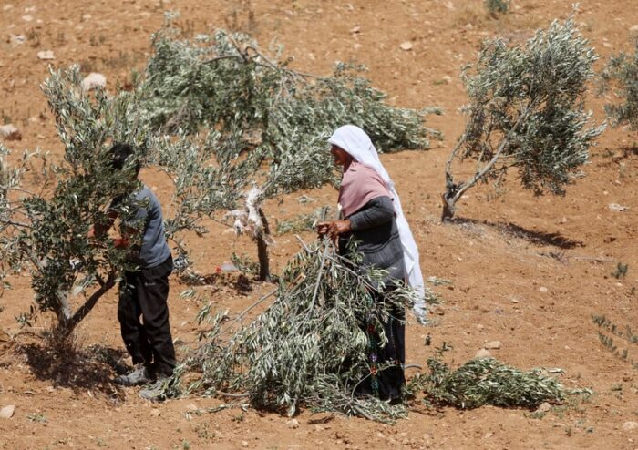 La saison de la cueillette des olives marquée par les agressions généralisées des colons juifs