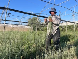 « C'est un sentiment qui passe entre vous et les plantes et la terre. Vous ne pouvez retrouver ce sentiment nulle part ailleurs. La terre est tout. »